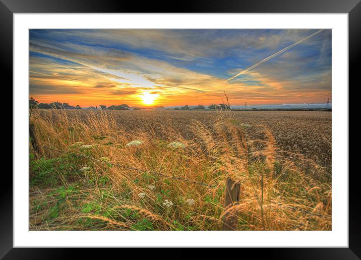 Cornfield Sunrise Framed Mounted Print by Dave Bell