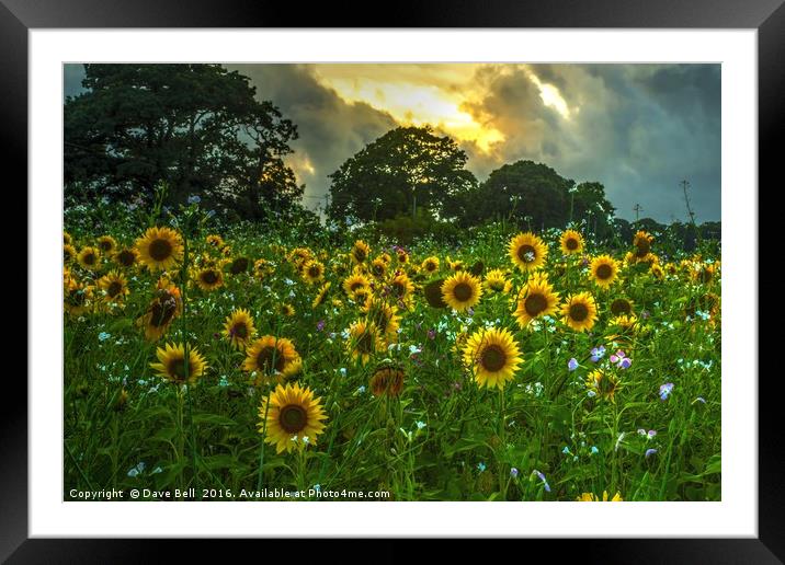 Field Of Sunflowers Framed Mounted Print by Dave Bell