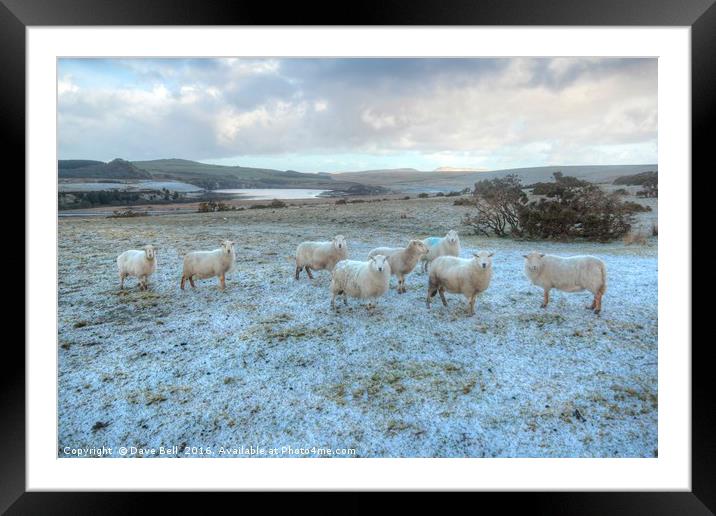 Cold Sheep Framed Mounted Print by Dave Bell