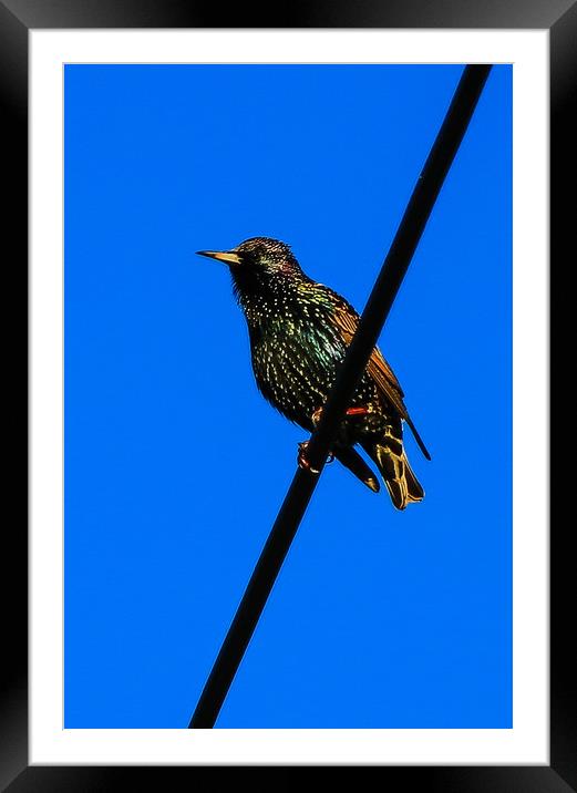 Starling very colorful Framed Mounted Print by Dave Bell