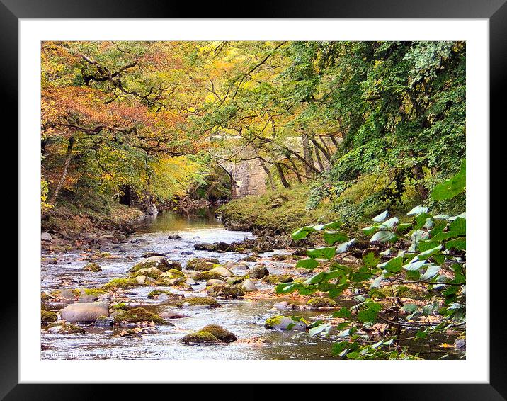 Bridge over the river Dart Framed Mounted Print by Dave Bell