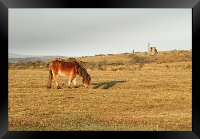 Bodmin Moor Pony Framed Print by Dave Bell