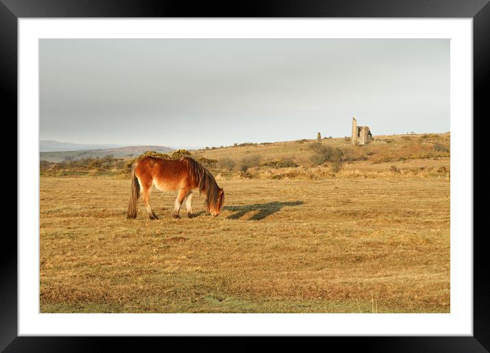 Bodmin Moor Pony Framed Mounted Print by Dave Bell