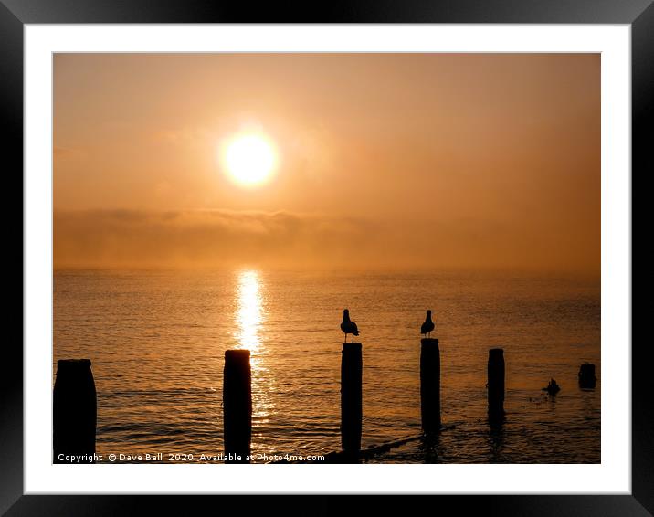 Seagulls Sunrise. Framed Mounted Print by Dave Bell