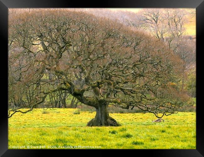 Beautiful Oak Framed Print by Dave Bell