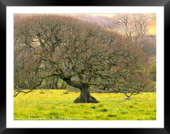 Beautiful Oak Framed Mounted Print by Dave Bell