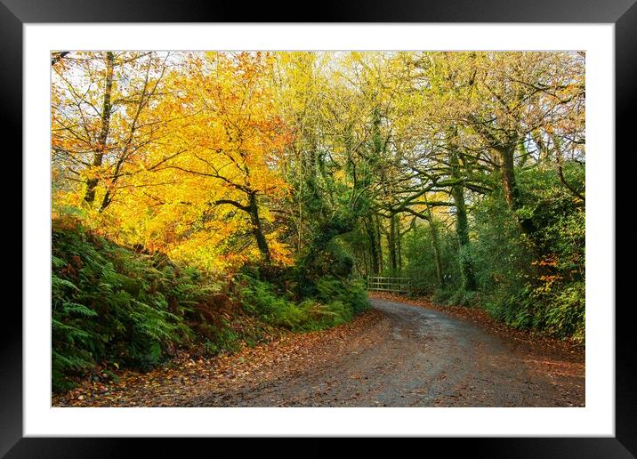 A gorgeous yellow sunlight tree beside an autumnal Framed Mounted Print by Dave Bell