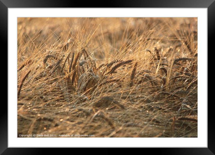 Ears of grain crop close up Framed Mounted Print by Dave Bell