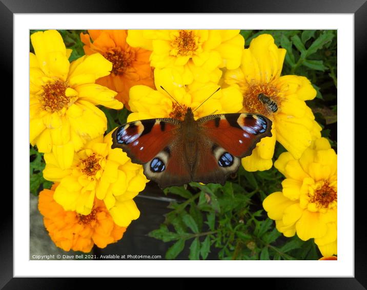 Peacock butterfly Framed Mounted Print by Dave Bell