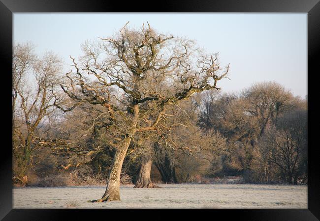 Dying  Oak Tree On A Frosty Morning Framed Print by Dave Bell