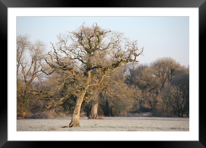 Dying  Oak Tree On A Frosty Morning Framed Mounted Print by Dave Bell