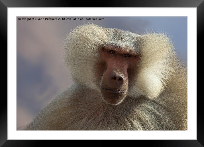 Male Baboon Framed Mounted Print by Glynne Pritchard