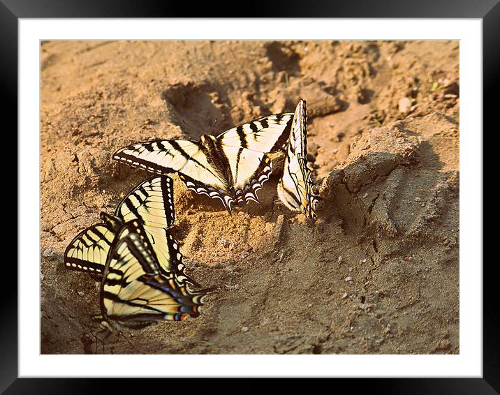 Butterflies Framed Mounted Print by Kebenae Weis