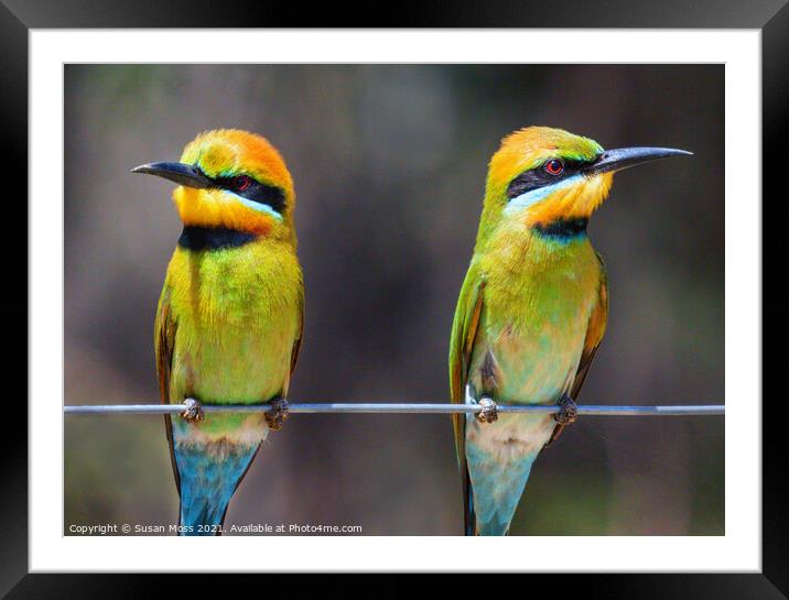 Colourful Rainbow Bee-Eaters Framed Mounted Print by Susan Moss