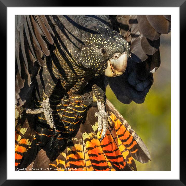 Closeup to a Red Tailed Black Cockatoo Framed Mounted Print by Susan Moss