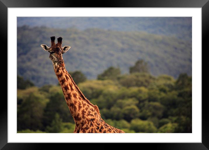 African Maasai Giraffe Framed Mounted Print by Catherine Kiely