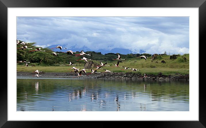 Flying Flamingoes - Tanzania, Africa Framed Mounted Print by Catherine Kiely