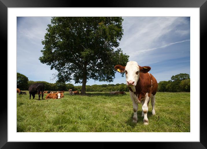 A Model Simmental Framed Mounted Print by Catherine Kiely