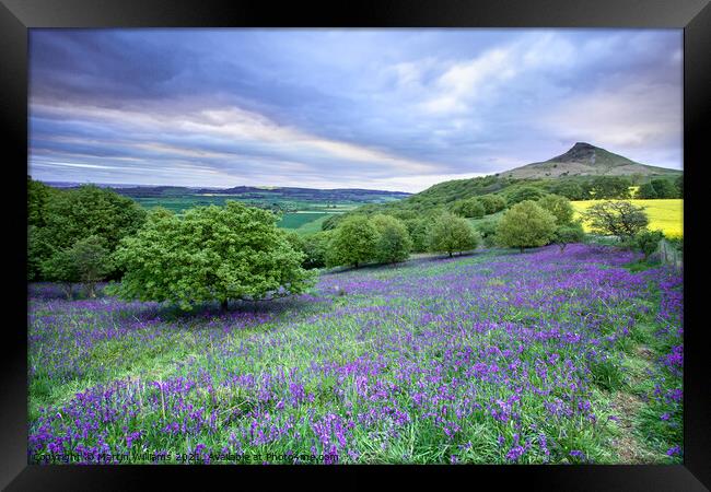 Bluebells at Roseberry Topping Framed Print by Martin Williams