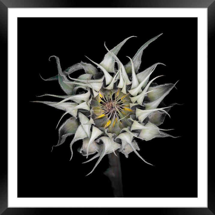 Entrapped - Sun flower Framed Mounted Print by Martin Williams