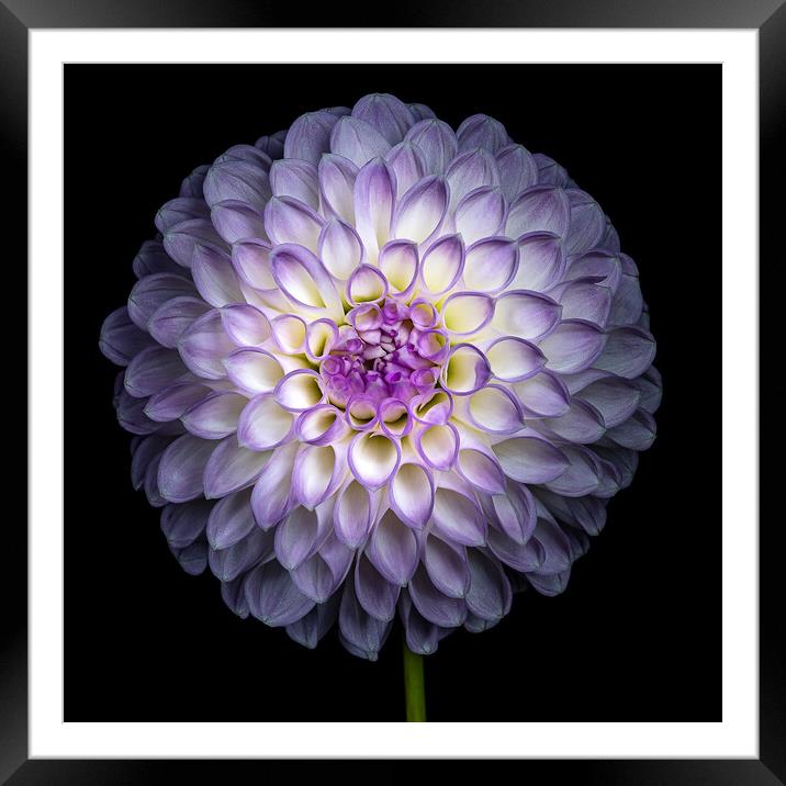 Dahlia Framed Mounted Print by Martin Williams
