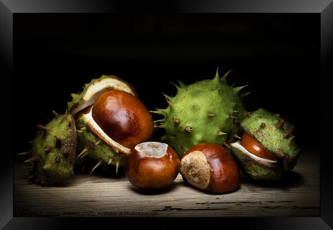 Conkers Framed Print by Martin Williams