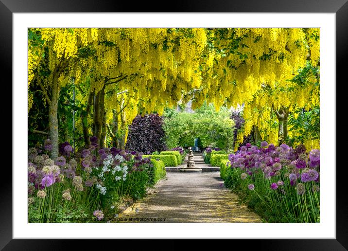 Laburnum arch at Helmsley Walled Garden Framed Mounted Print by Martin Williams