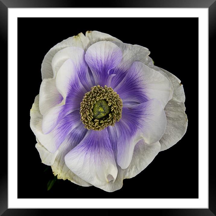 Anenome flower on black background Framed Mounted Print by Martin Williams