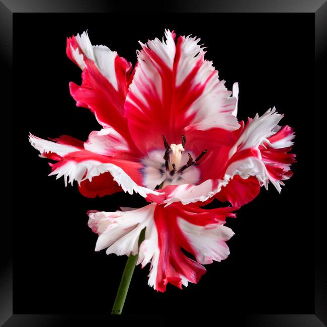 Parrot tulip portrait against black background Framed Print by Martin Williams