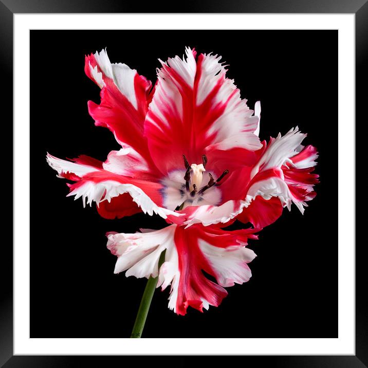Parrot tulip portrait against black background Framed Mounted Print by Martin Williams