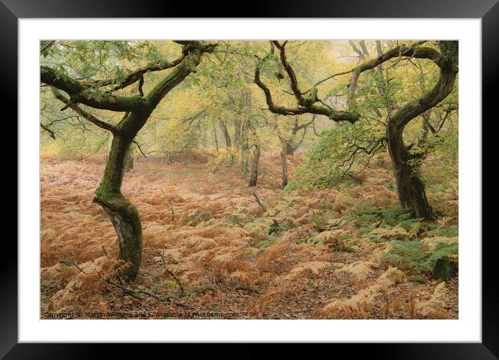 Twisted trees in an ancient wood in the North York Framed Mounted Print by Martin Williams