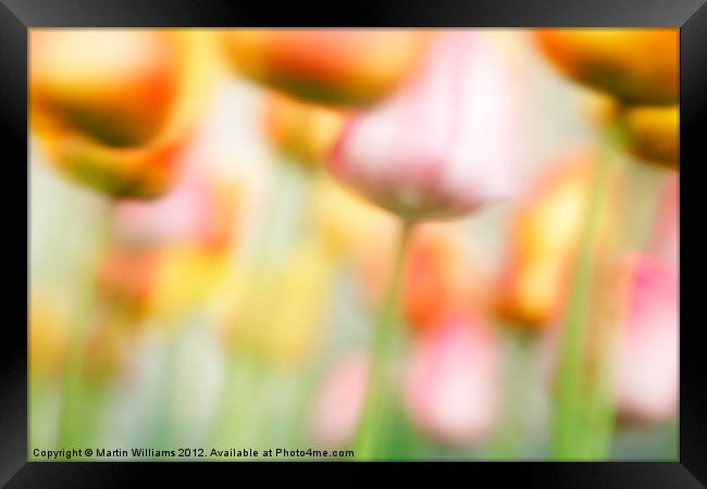 Tulips in the Wind Framed Print by Martin Williams