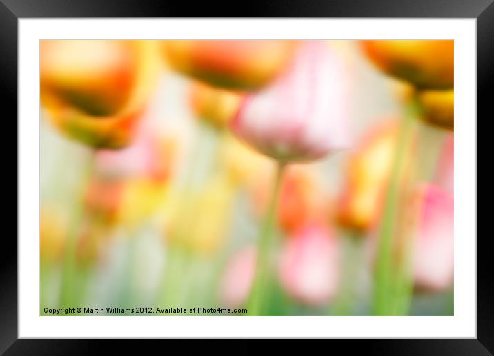 Tulips in the Wind Framed Mounted Print by Martin Williams
