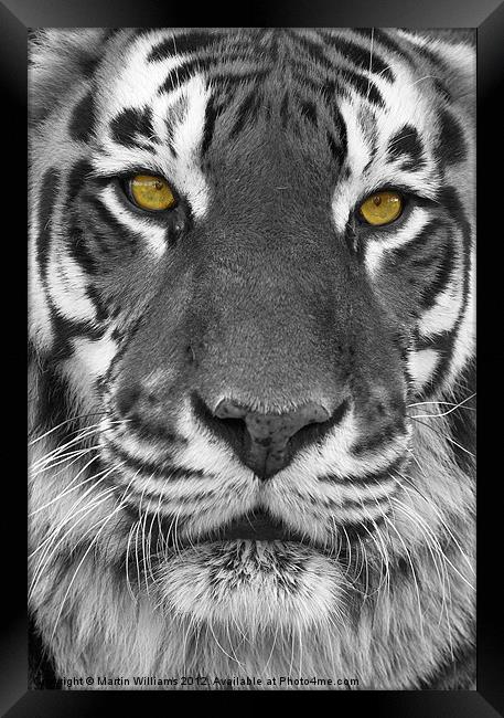 Big Cat Framed Print by Martin Williams