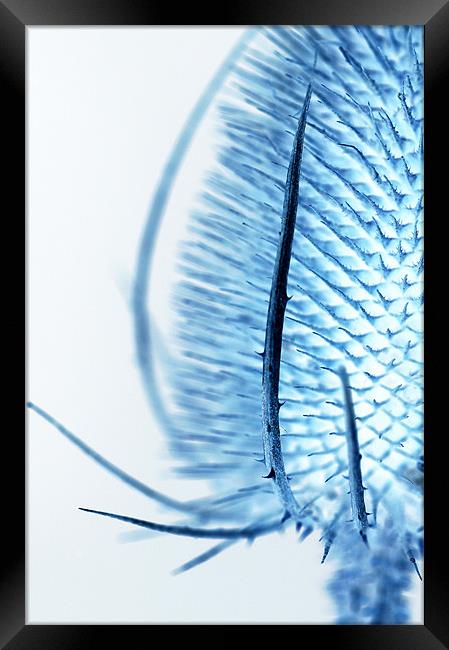 Inverted Teasel Framed Print by Martin Williams