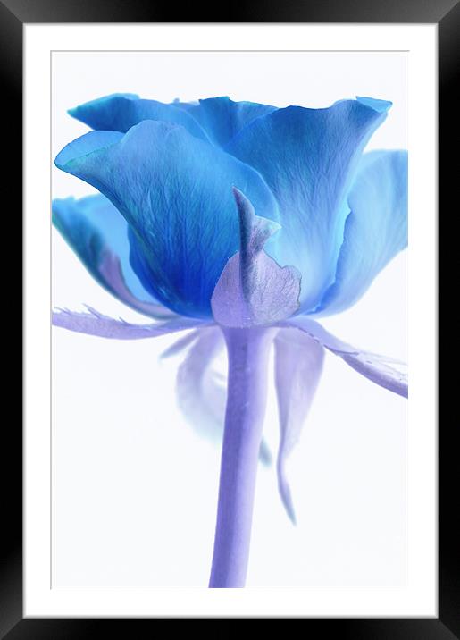 Blue Rose Framed Mounted Print by Martin Williams