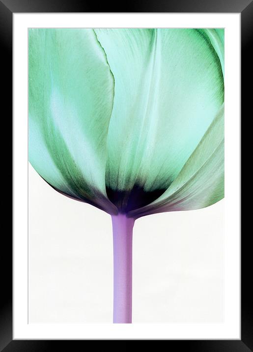 Green Tulip Framed Mounted Print by Martin Williams