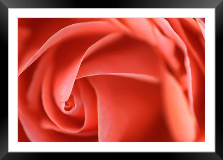 Delicate Pick Rose Swirl Framed Mounted Print by Martin Williams