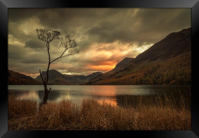 Lone Tree - Buttermere Framed Print by Martin Williams