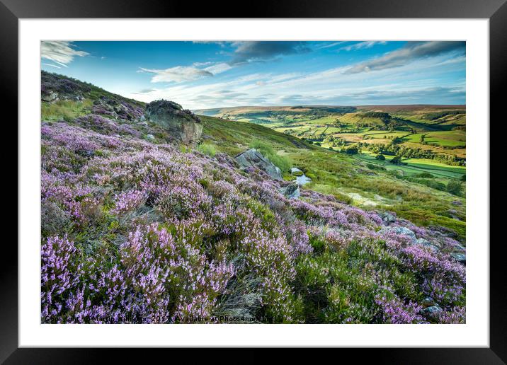Heather on the North York Moors, Rosedale Abbey Framed Mounted Print by Martin Williams