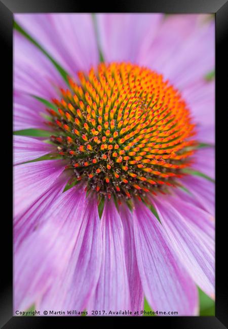 Echinacea coneflower close-up Framed Print by Martin Williams