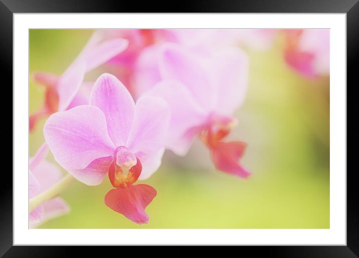 Pink Moth Orchid Framed Mounted Print by Martin Williams