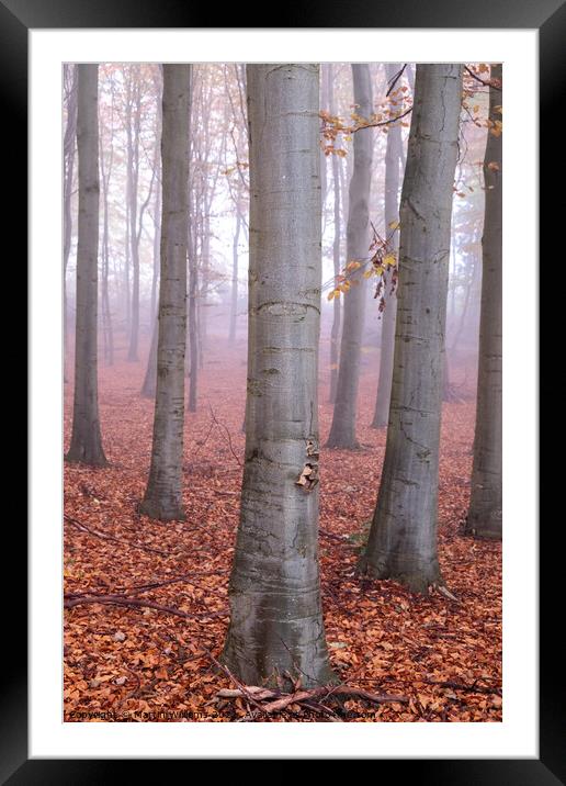 Misty Yorkshire autumn wood Framed Mounted Print by Martin Williams