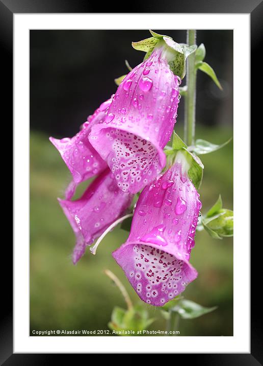 Common Foxglove Framed Mounted Print by Al Wood