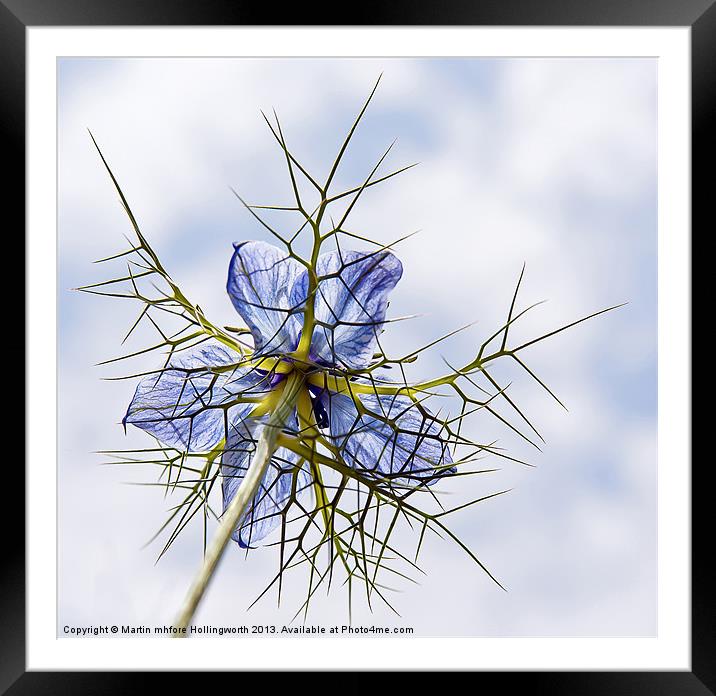 Love-in-a-Mist Framed Mounted Print by mhfore Photography