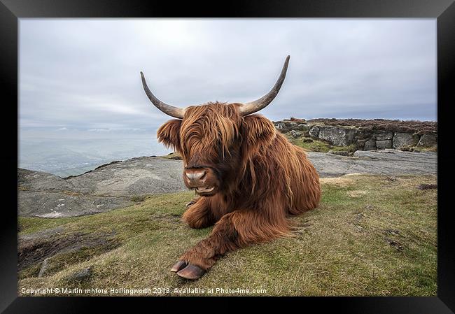 Highland Cow Chilling Out Framed Print by mhfore Photography