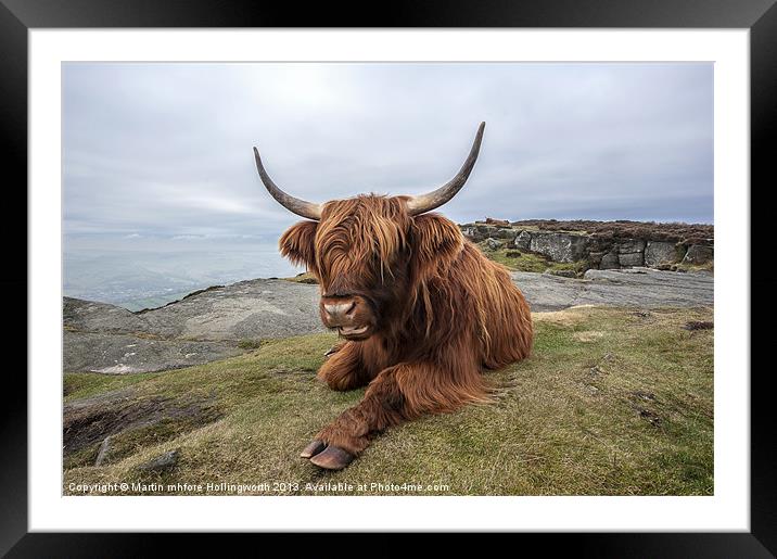 Highland Cow Chilling Out Framed Mounted Print by mhfore Photography