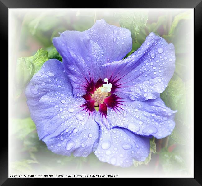 Blue Hibiscus Framed Print by mhfore Photography