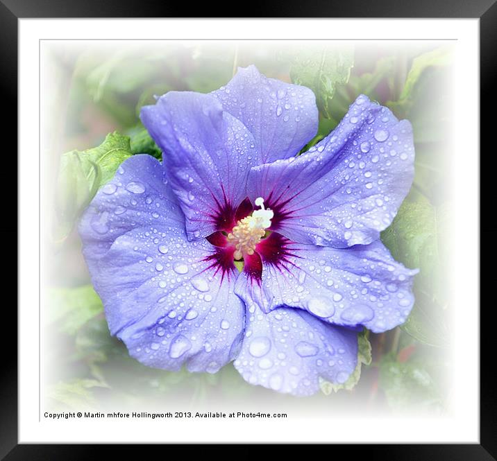 Blue Hibiscus Framed Mounted Print by mhfore Photography