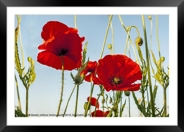 Poppies Summertime Framed Mounted Print by mhfore Photography